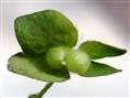   Fruit (Capsule) with persistent calyx